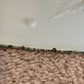 Vintage May 18, 1950 Frameless Beveled Edge Maple Leaf Etched Wall Mirror